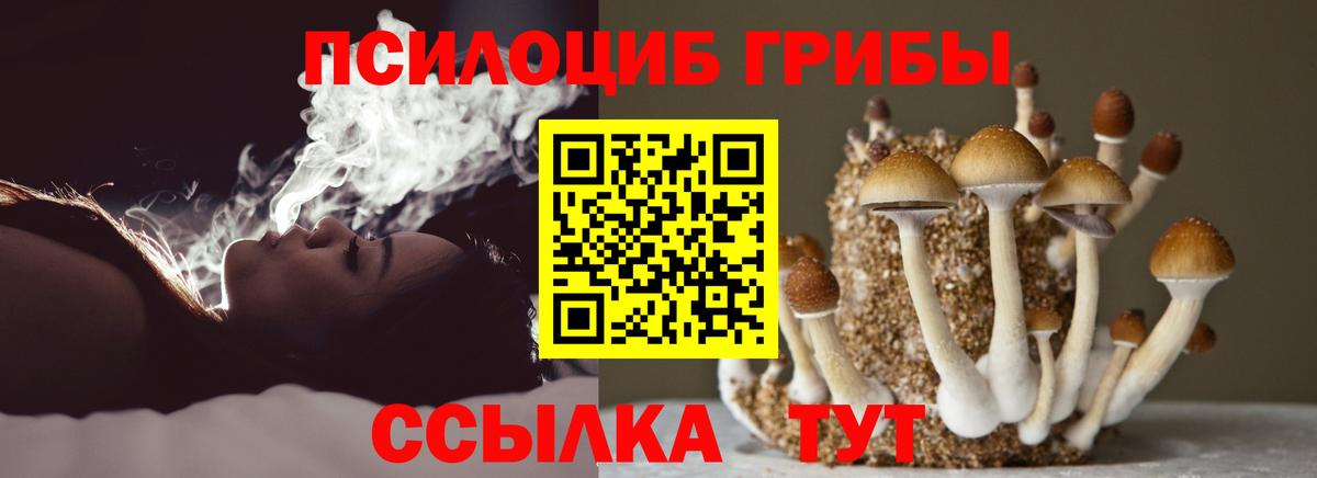 Псилоцибиновые грибы Psilocybine cubensis Пенза